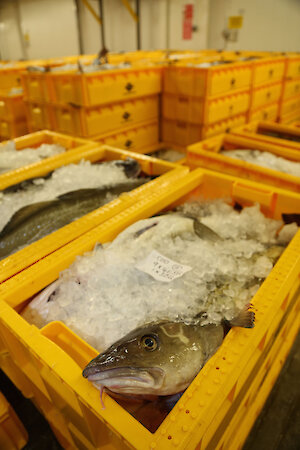 Fish landed at the market in Lerwick