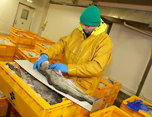 Paul Macdonald of NAFC measuring the length of fish at Lerwick Fish Market and removing otoliths (ear bones) to determine their age.