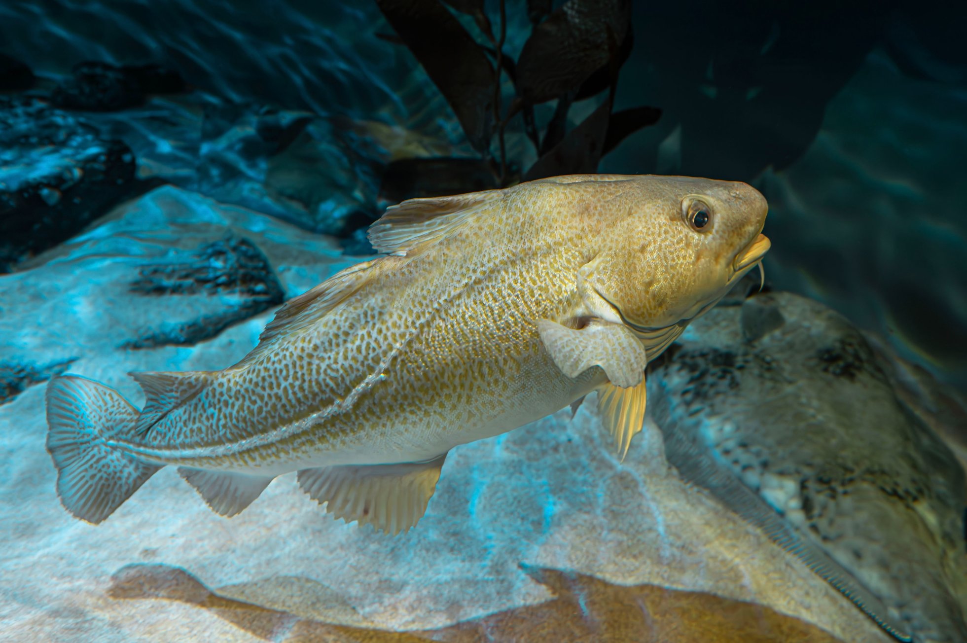 Shetland Cod Statement from Shetland Fishermen's Association on ICES cod advice ...